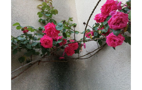 Les dames s'envoient des fleurs !